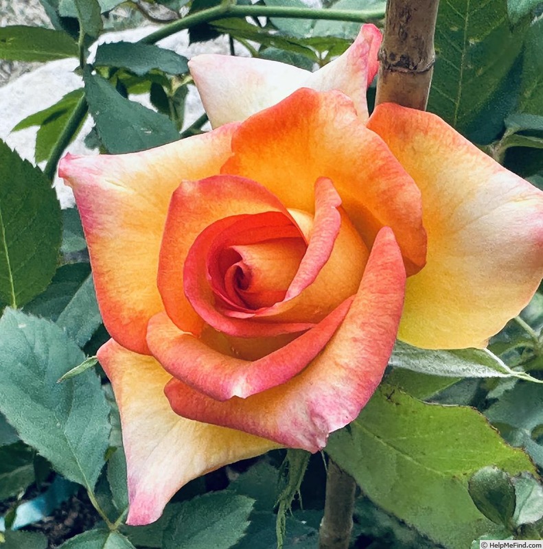 'David's Love' rose photo
