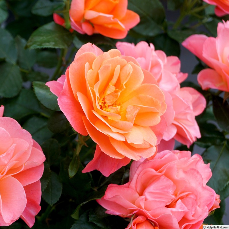 'Sugar Candy Rose ®' rose photo