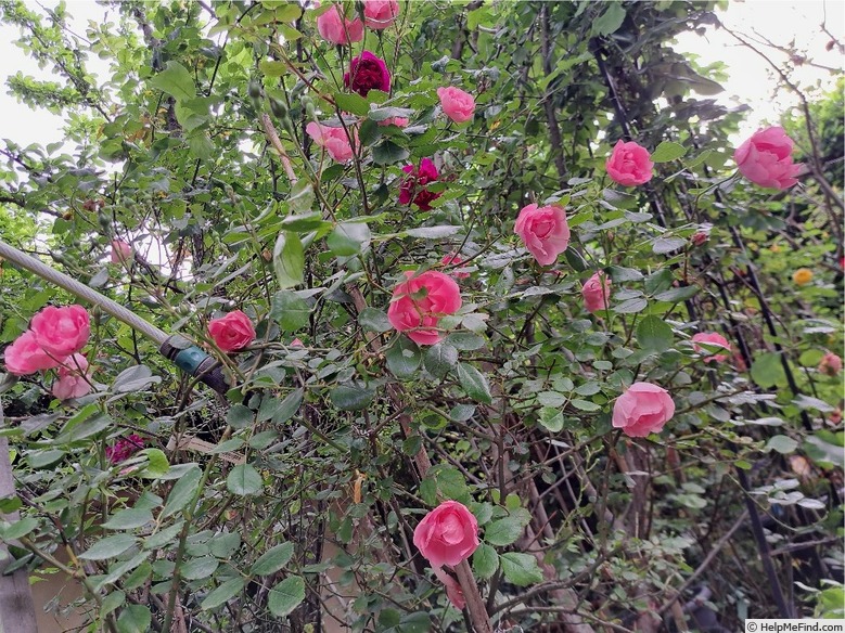 'Bordure Rose No. 2' rose, click to enlarge 'Bordure Rose No. 2' rose photo