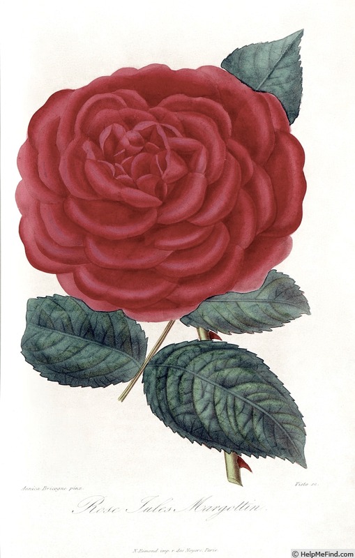 'Jules Margottin (Hybrid Perpetual, Margottin 1853)' rose photo