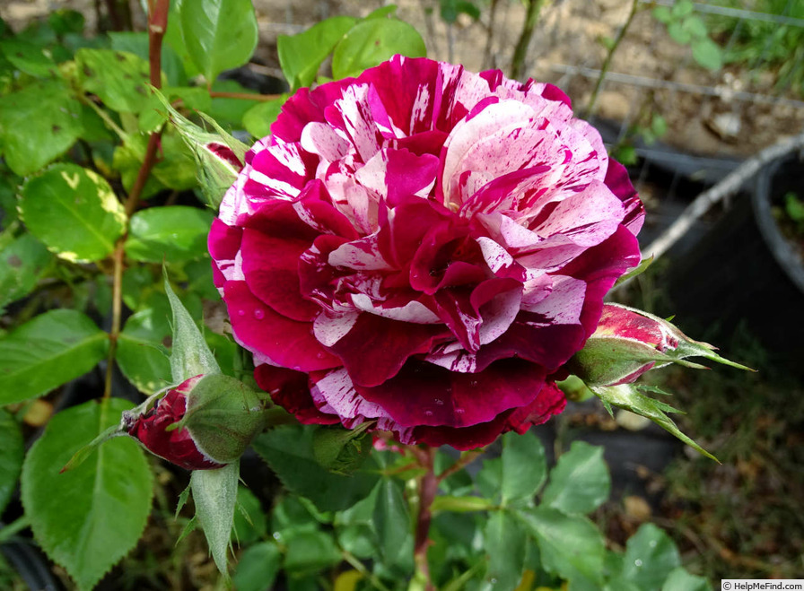 'New Imagine' rose photo