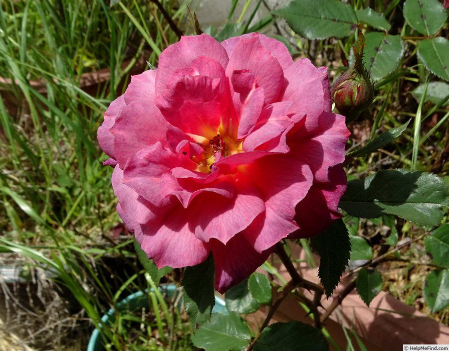 'Little Butch' rose photo