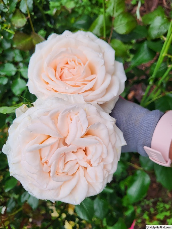 'Gruaud Larose ®' rose photo