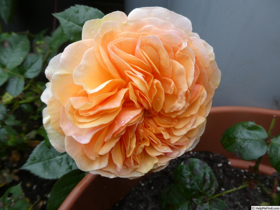'Spotlight ® (floribunda, Proll/Kordes 2010/23)' rose photo