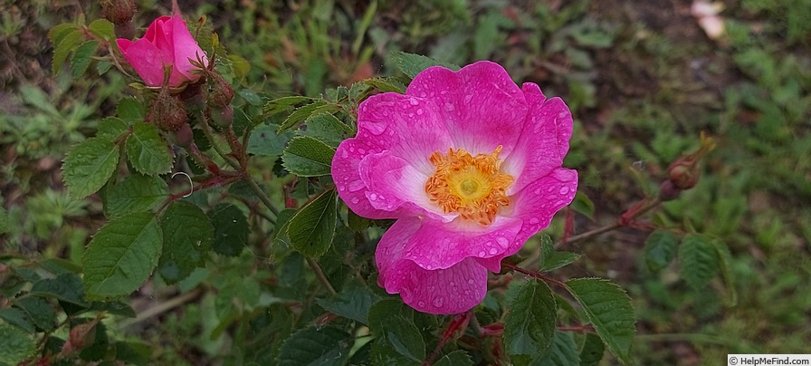 'Flora McIvor (hybrid rubiginosa, Lord Penzance, 1894)' rose photo