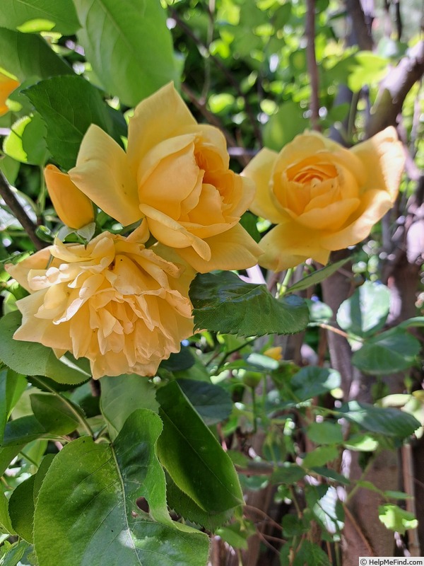 'Michka ®' rose photo