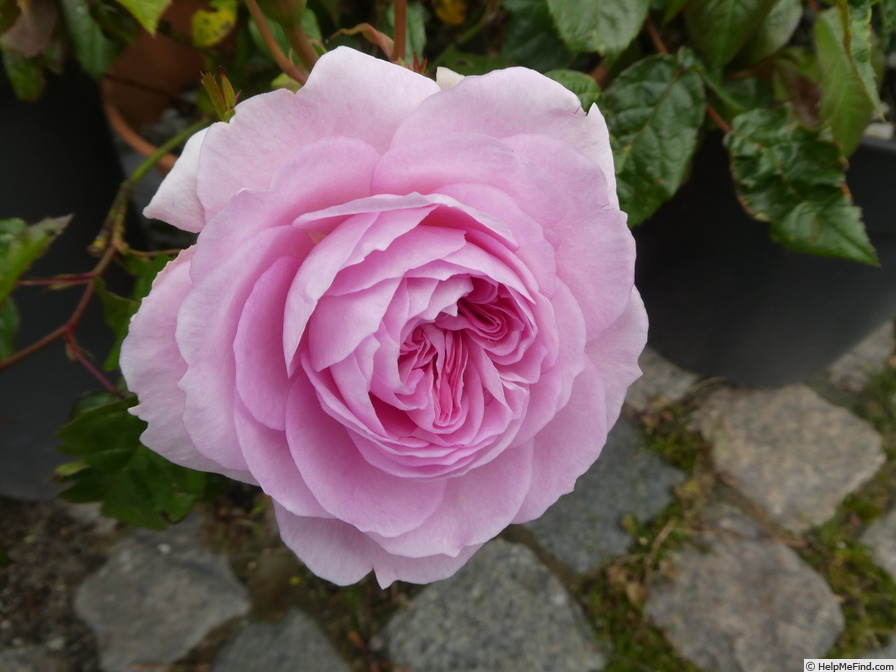'Silas Marner' rose photo