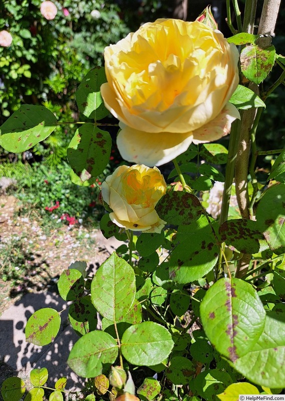 'Vanessa Bell' rose photo