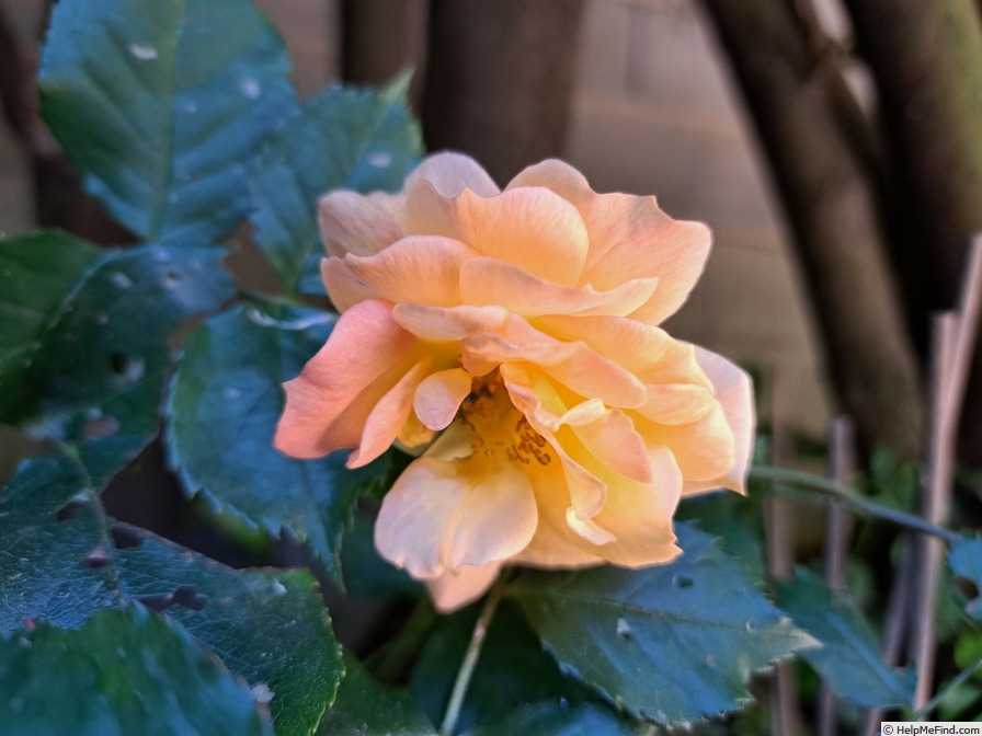 'Bentheimer Gold ®' rose photo