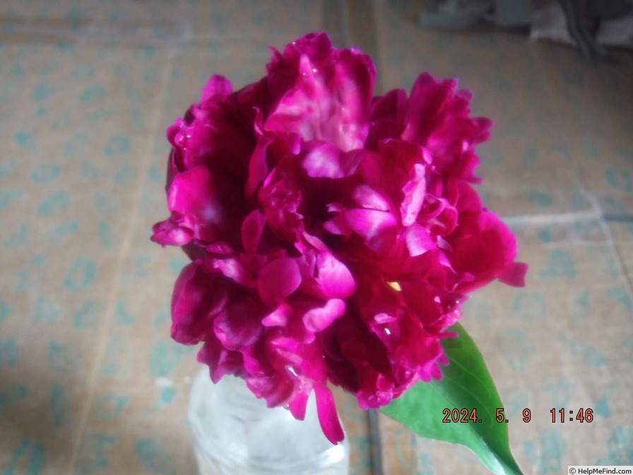 'President Roosevelt' peony photo