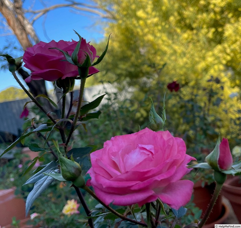 'Dreamtime (miniature, Benardella)' rose photo