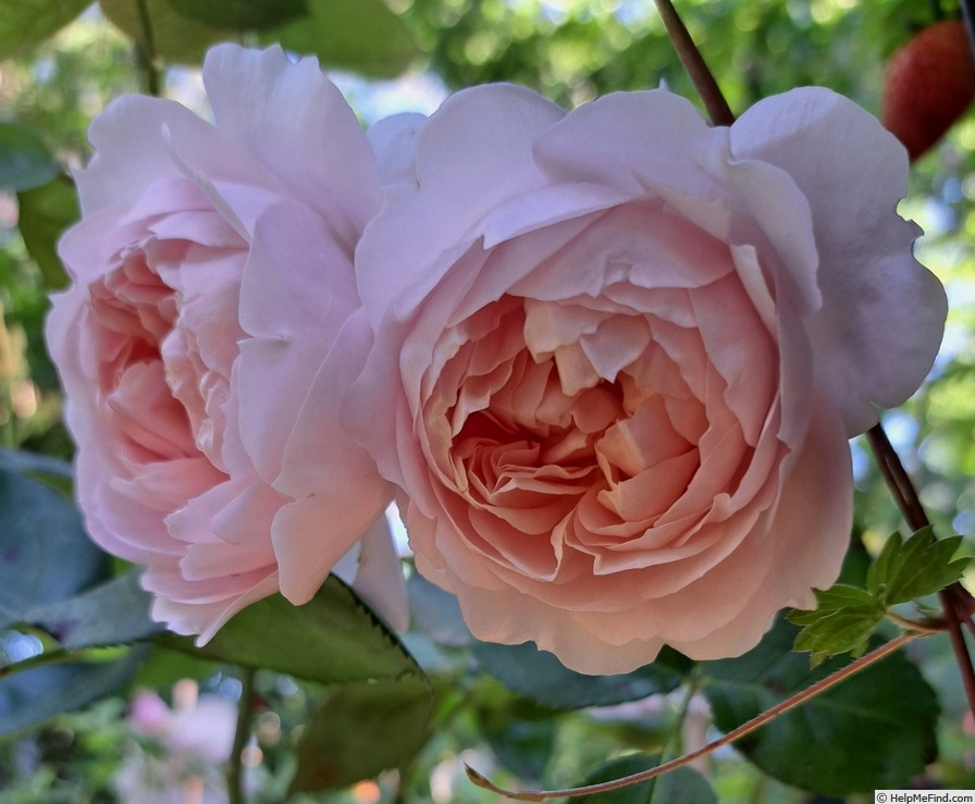 'Wildeve' rose photo