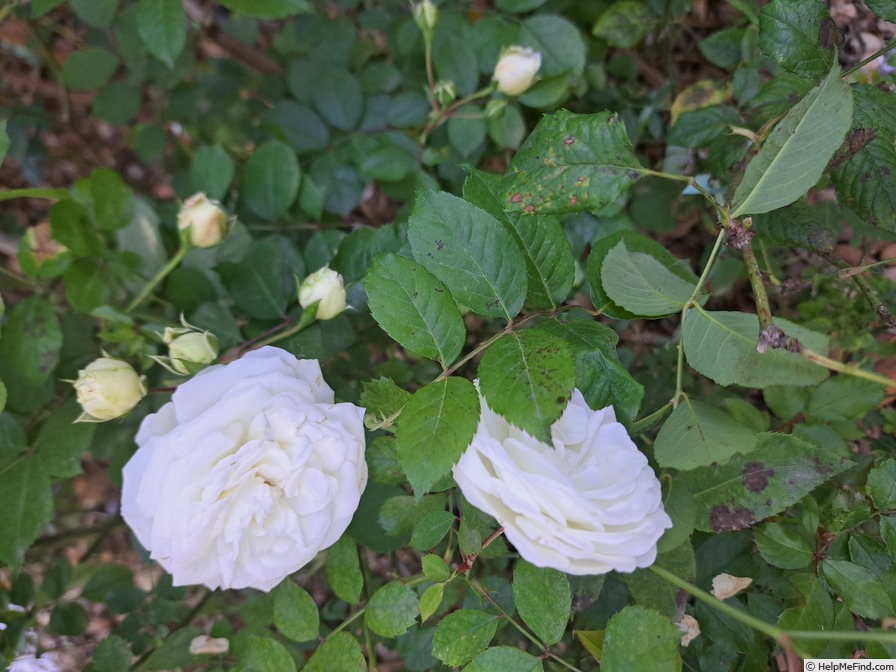 'Schneeküsschen ® (miniature, Kordes 2005/16)' rose photo