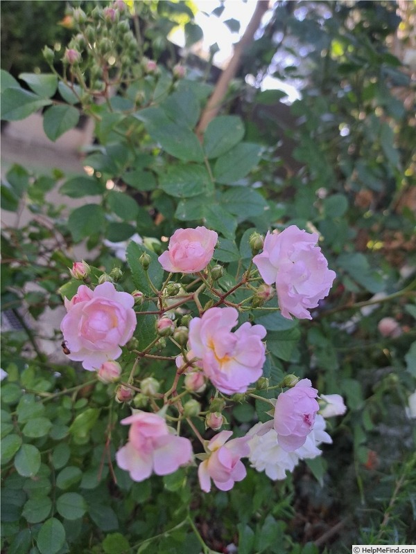 'Auberge de l'Ill®' rose photo