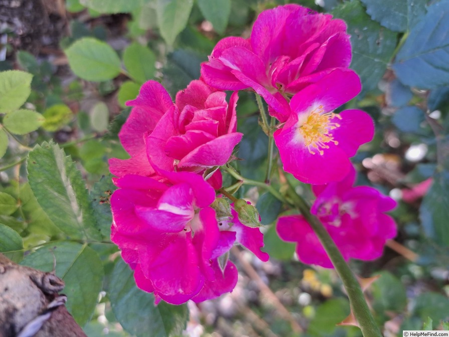 'Ariel ®' rose photo