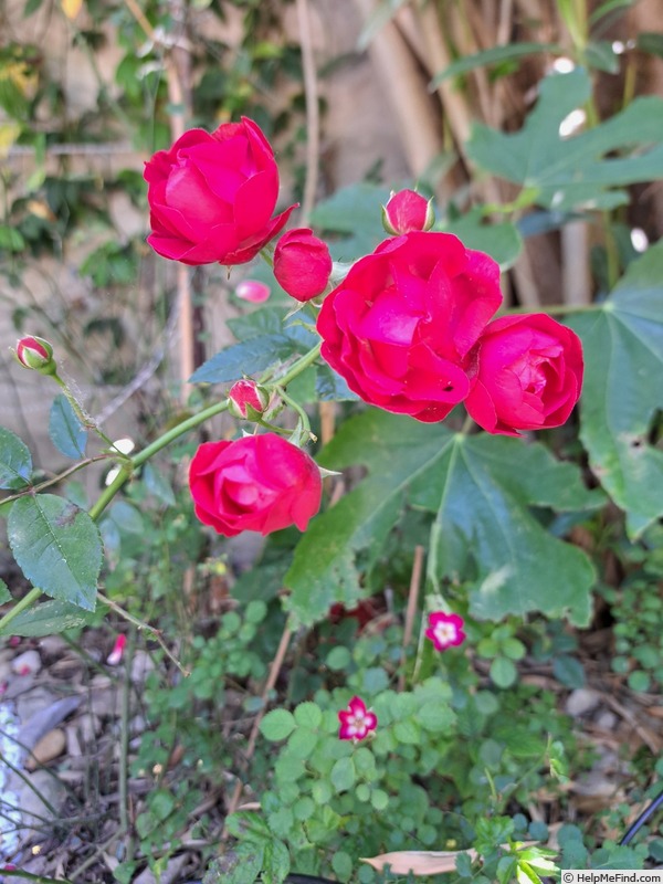 'Fête des Mères' rose photo