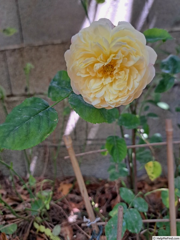 'Nye Bevan' rose photo