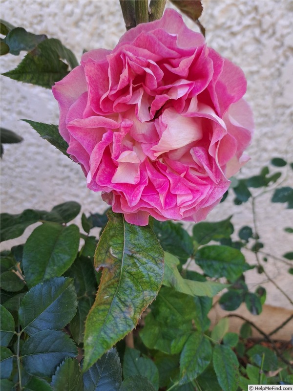 'Bornéo Odore ®' rose photo
