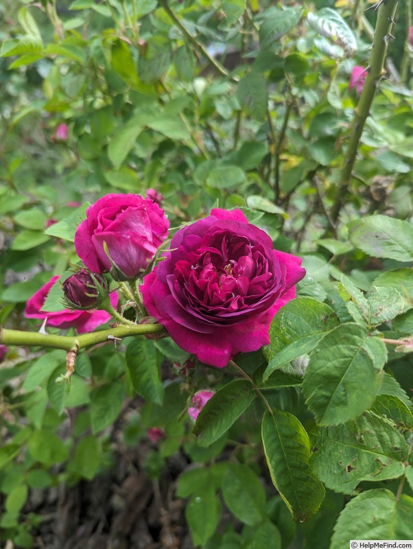'Rouge Marbrée' rose photo