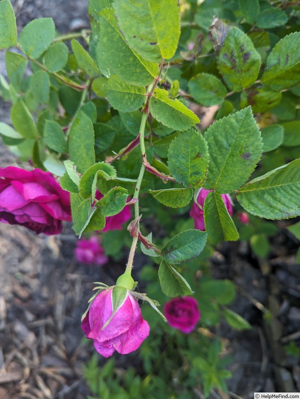 'Rouge Marbrée' rose photo