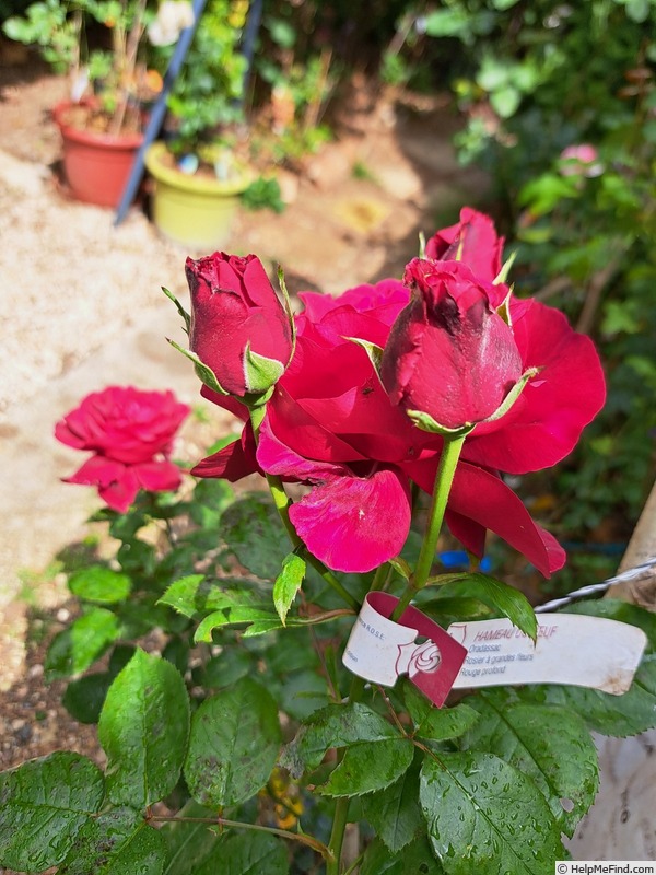 'Hameau Duboeuf ®' rose photo