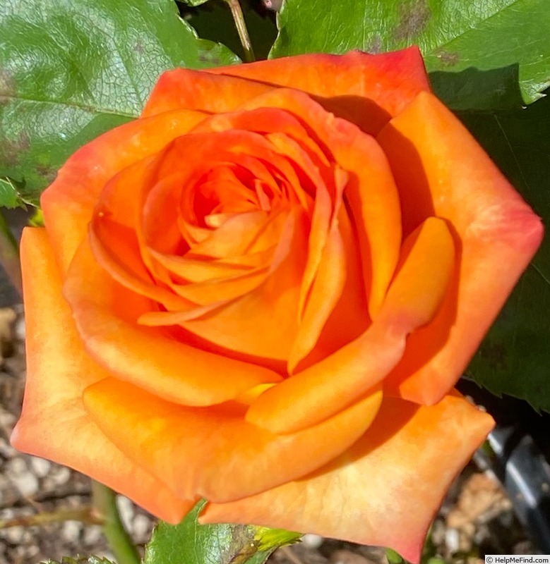 'Orange Jewel' rose photo