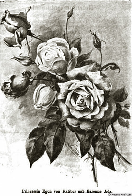 'Prinzessin Egon von Ratibor' rose photo