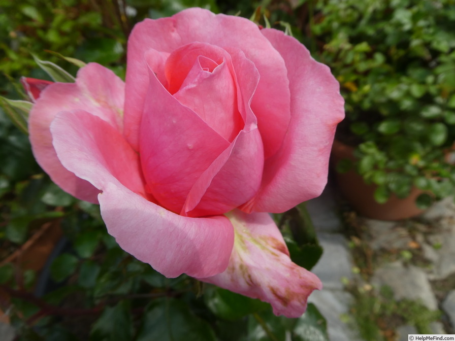 'Special Anniversary' rose photo