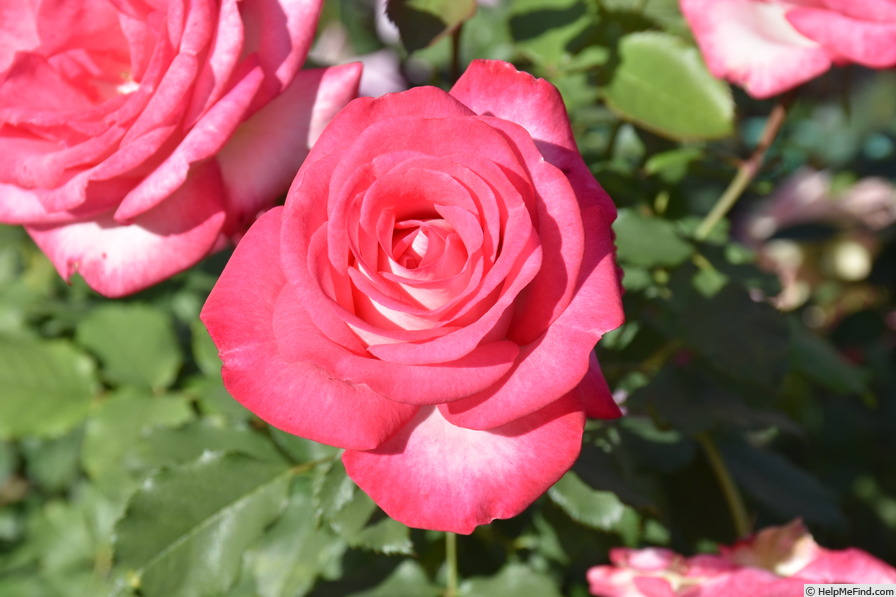 'Tony Stallwood' rose photo