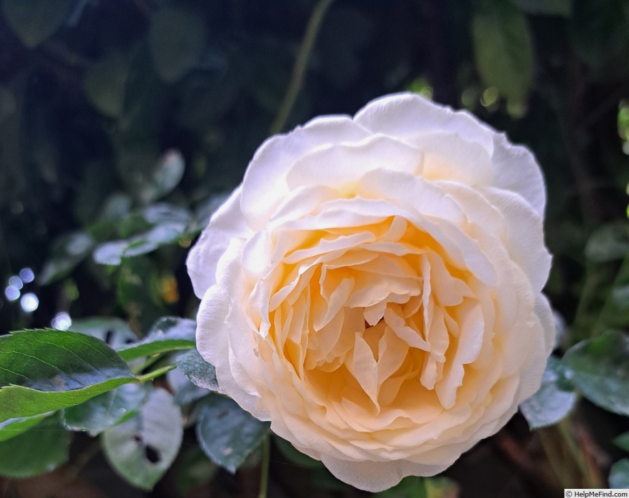 'Covent Garden (floribunda, Harkness 1999)' rose photo