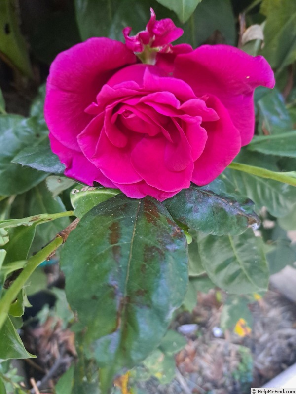 'Rose Lalande de Pomerol' rose photo
