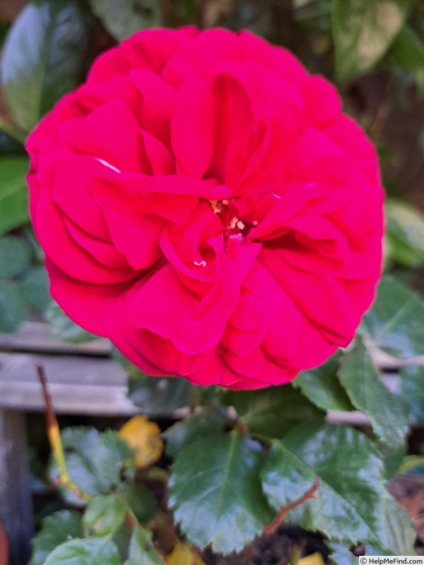 'Mistinguett ®' rose photo