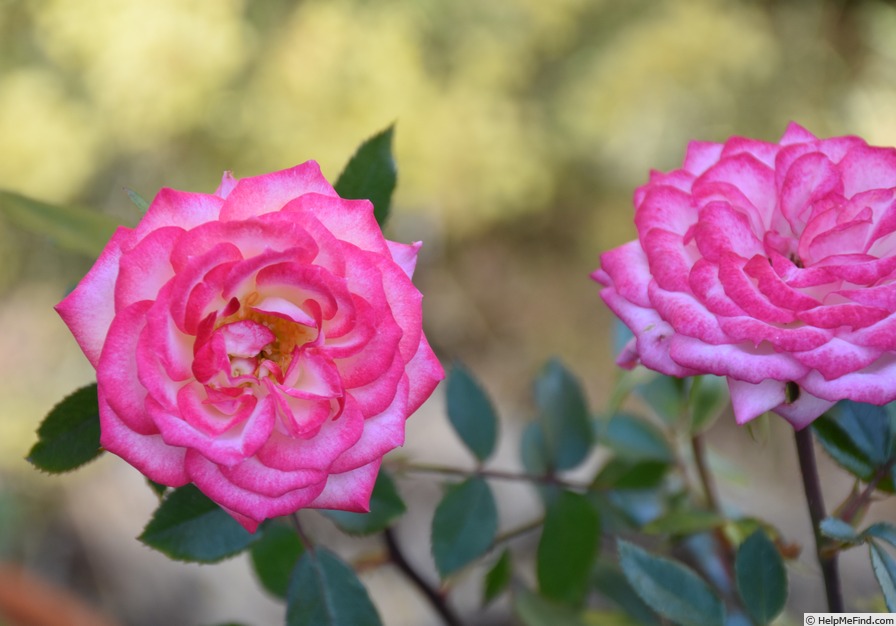 'Magic Carrousel' rose photo
