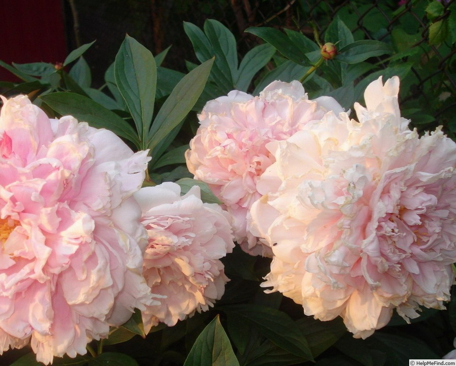 'Princess Juliana' peony photo