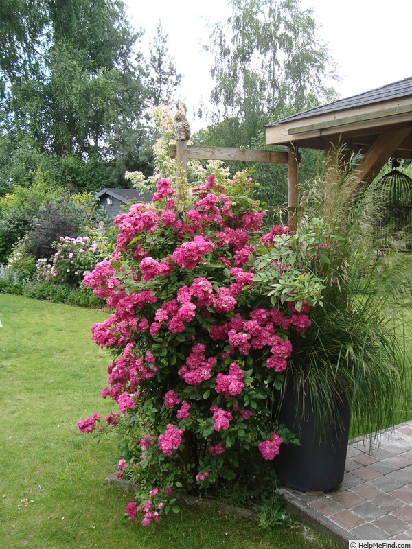 'Belgian Beauty' rose photo