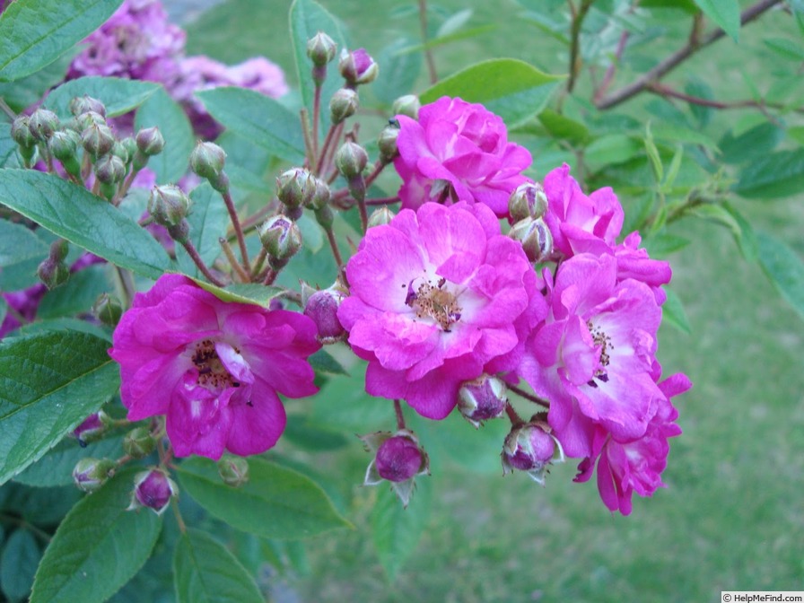 'Belgian Beauty' rose photo