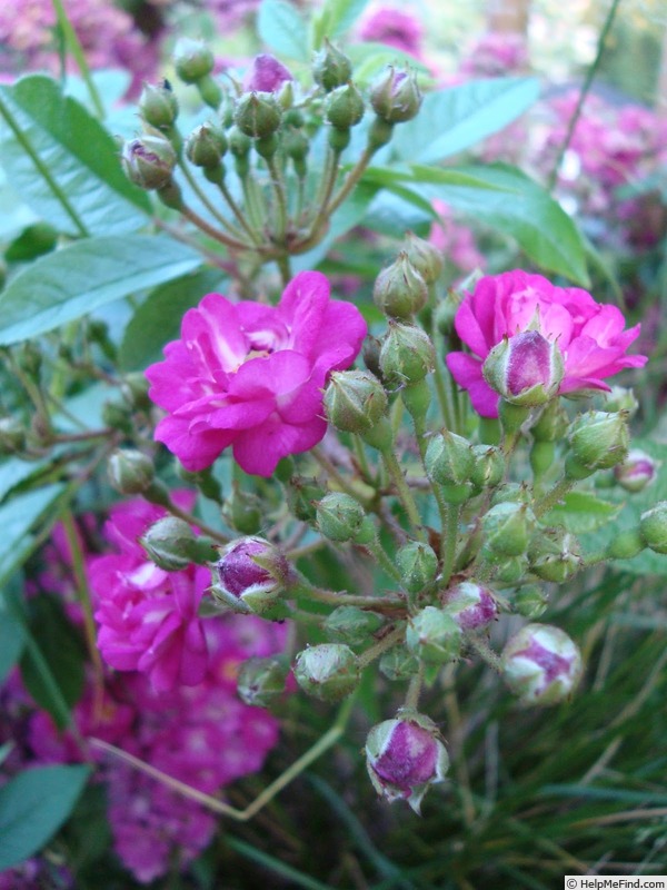 'Belgian Beauty' rose photo