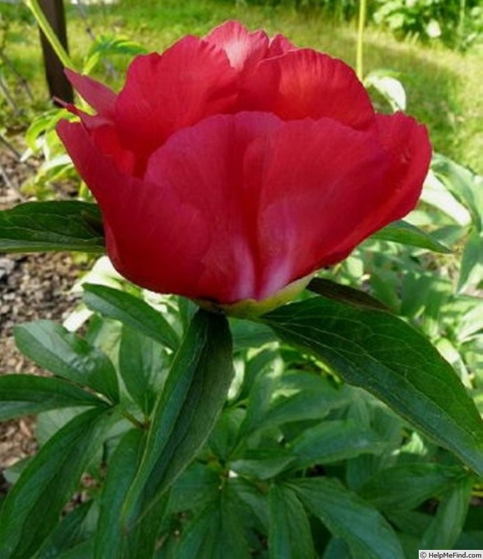 'P. officinalis 'China Rose'' peony photo