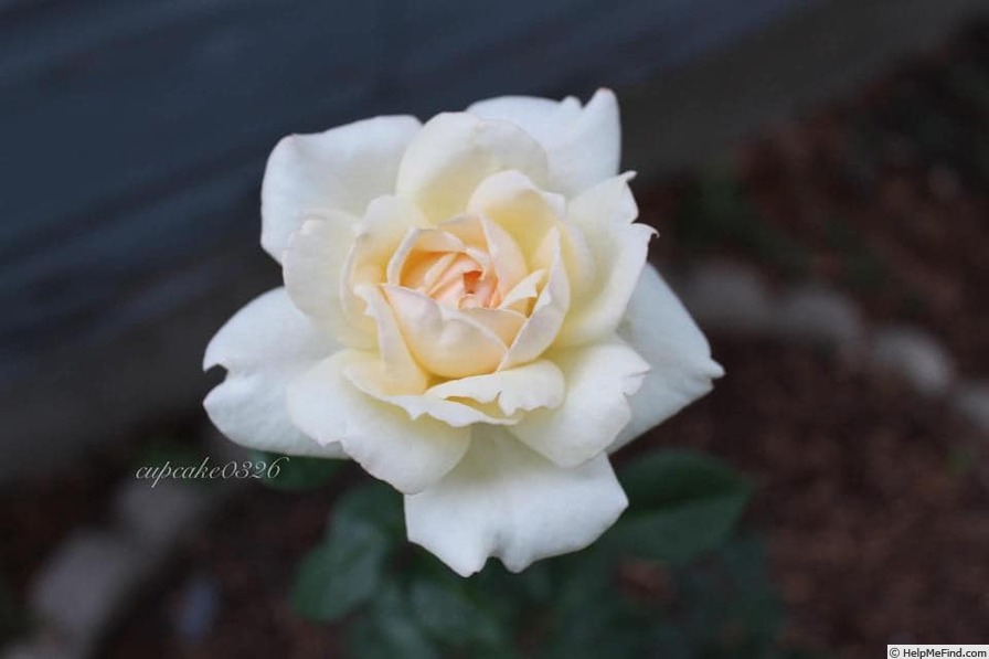 'Classic Woman ™' rose photo