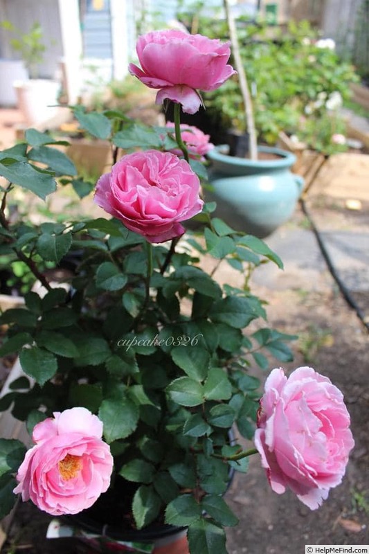 'Cathedral Bells' rose photo