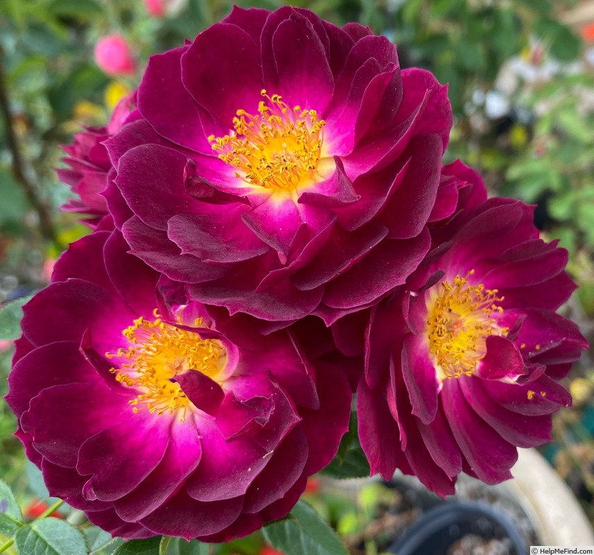 'Sweet Thomas' rose photo