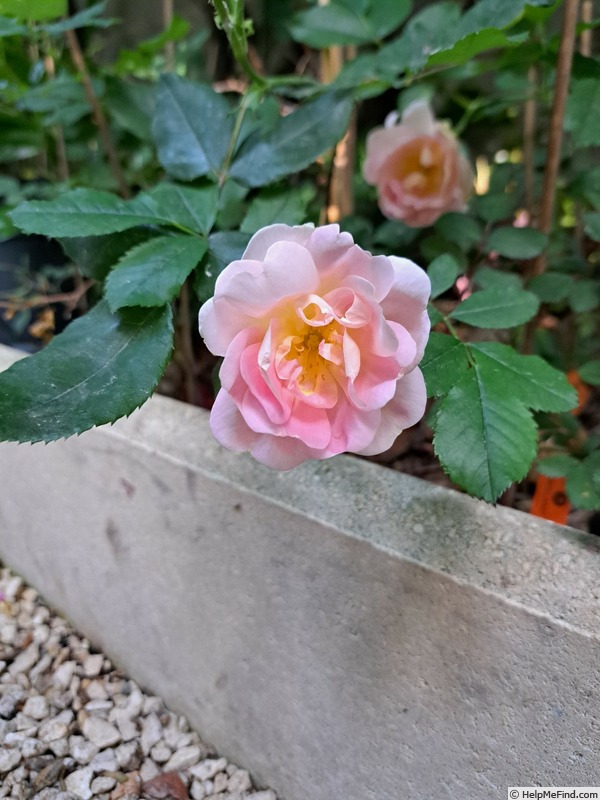 'Pink Chantilly ®' rose photo