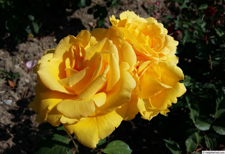 'Alba Chiara ®' rose photo