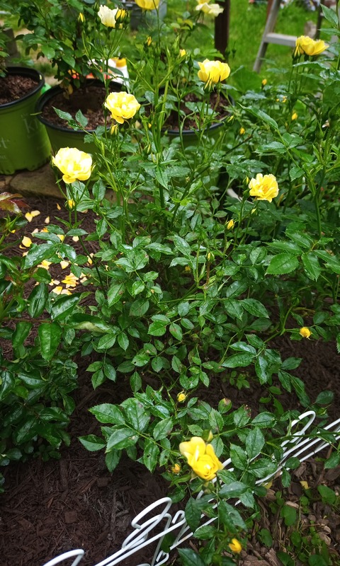 'Lemon Drift' rose photo