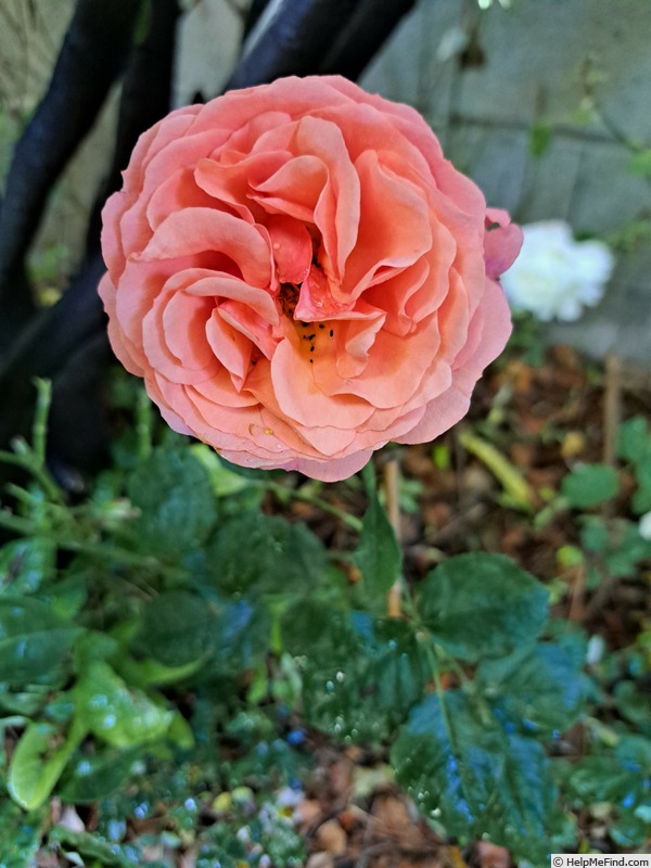 'Coral Lions-Rose ®' rose photo