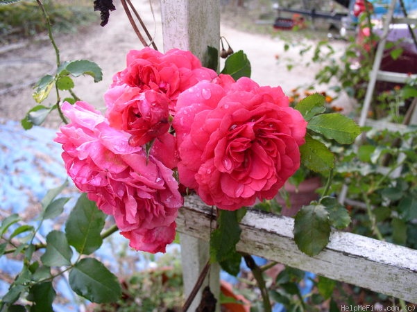 'Rosarium Uetersen' rose photo