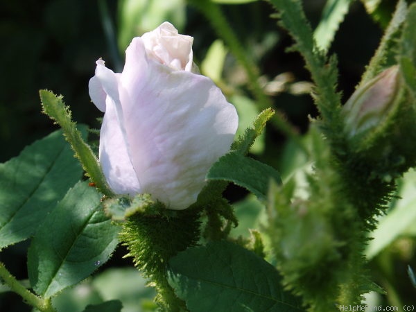 'Comtesse de Murinais (moss, Vibert, 1842)' rose photo
