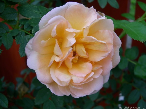 'J 5' rose photo