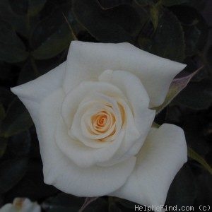 'Pauline (miniature, Fletcher, 2001)' rose photo