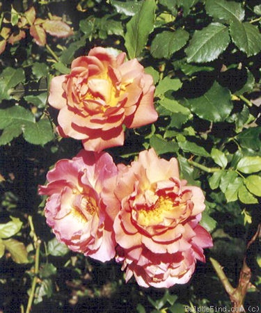 'Westerland (Shrub, Kordes, 1969)' rose photo